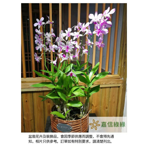 圖片 紫霞仙子 -秋石斛