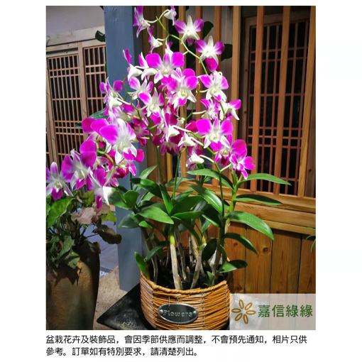 圖片 繁花似錦-秋石斛