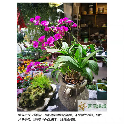 圖片 天女散花-秋石斛