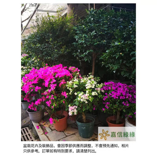 圖片 多姿多彩-簕杜鵑
