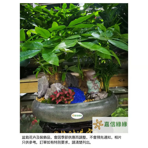 圖片 招財進寶-發財樹