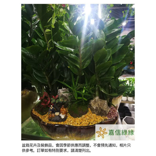 圖片 金玉滿堂-金錢樹
