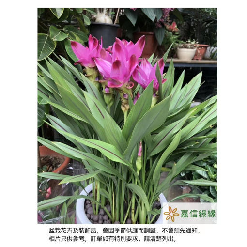 圖片 風姿卓越-姜荷花