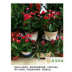 圖片 大展鴻圖-紅掌