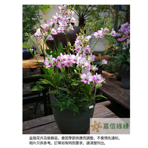圖片 蕙心蘭質