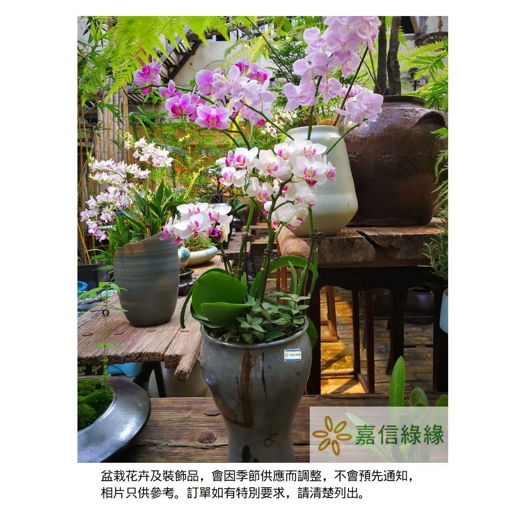 圖片 香芬馥麗