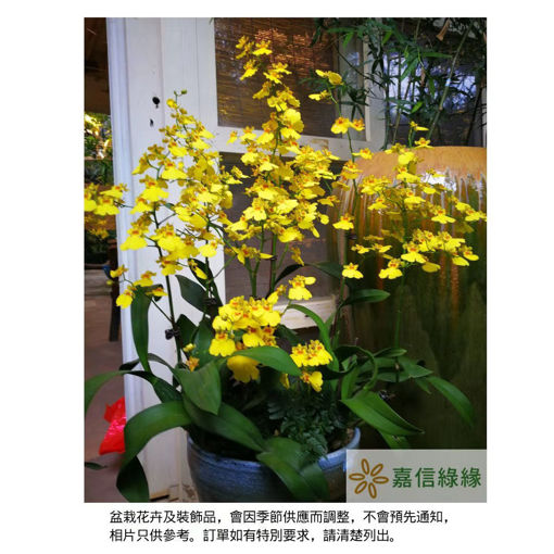 圖片 金蝶飛舞