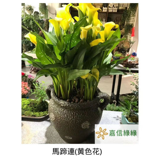 圖片 清純高雅-馬蹄蓮（配清雅陶盆）